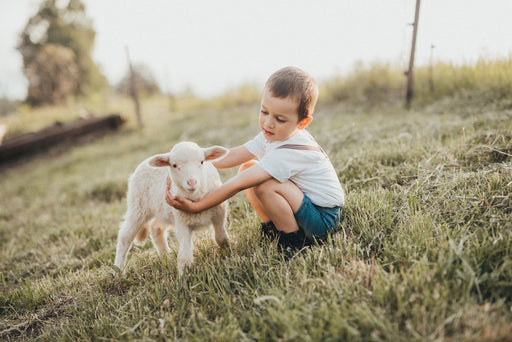 Lambswool vs Merino Wool