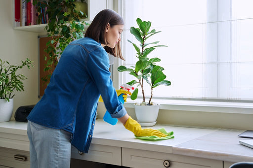 Does Cleaning Your Home Help Prevent Moths?
