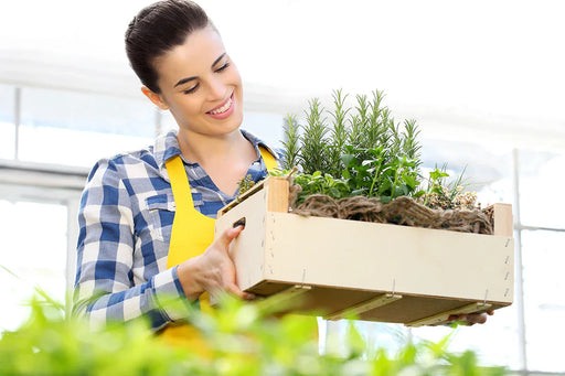 A woman carrying a fresh box of herbs, including rosemary, that have natural moth repellant properties in the essential oils you can find in the herbs.