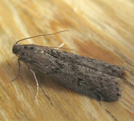 The Mediterranean Pantry Moth Species - A Homeowners Guide