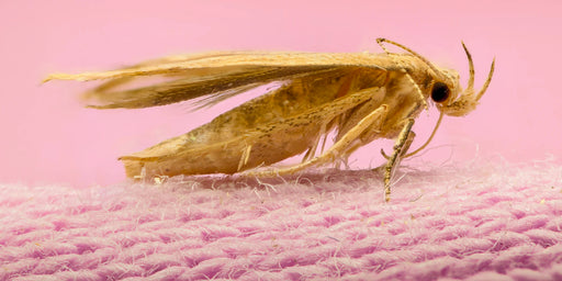 Identifying Clothes & Carpet Moths