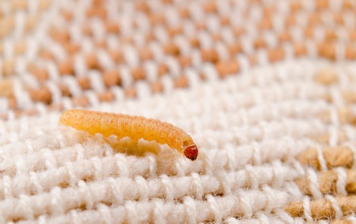 moth larvae on fabric