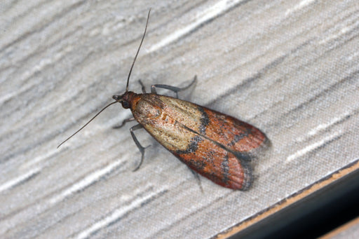 Indian Meal Moth