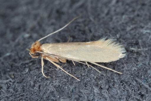Clothes Moth also known as webbing moth or Tineola bisselliella
