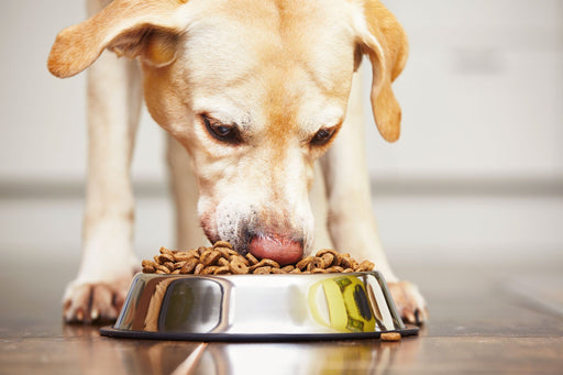 labrador dog tucking into his kibble