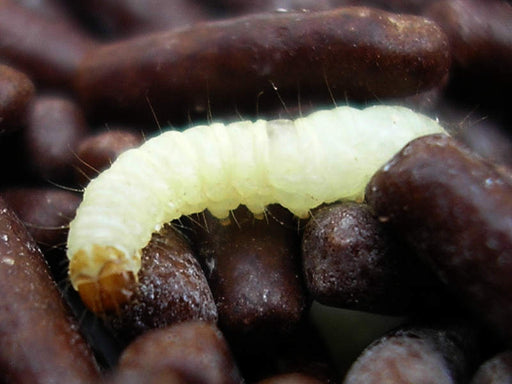 indian meal moth larvae