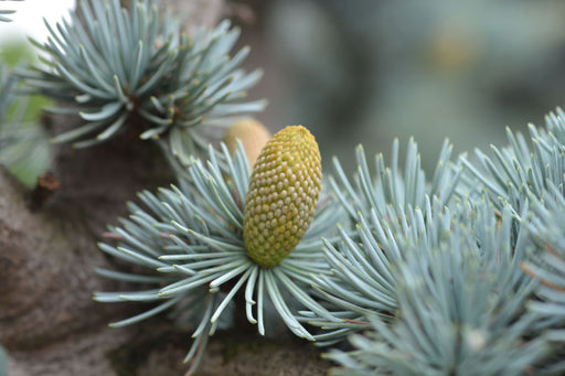 Cedrus Atlantica, also known as Blue Atlas Cedar