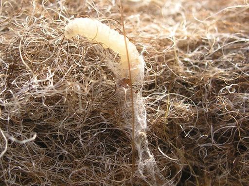 image of webbing clothes moth