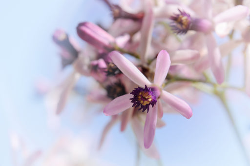 the flower of a Neem tree