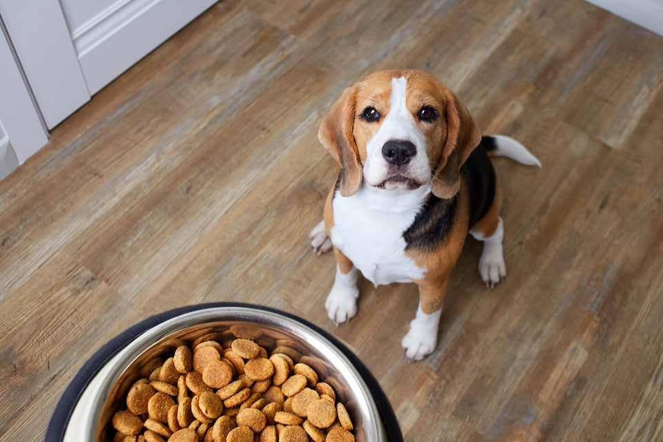 a beagle dog sitting in the kitchen looking up as a bowl of kibble