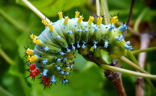 a Cecropia Moth Caterpillar