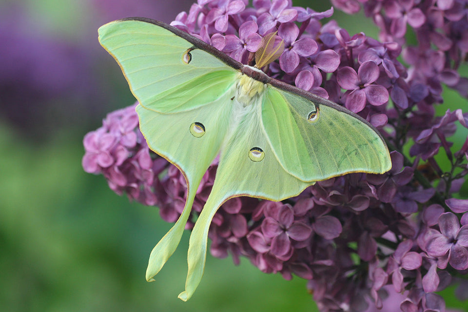 a Luna Moth settled on purple blossom