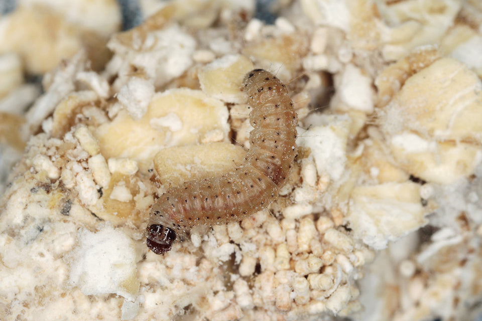 a close up of a Pantry Moth Larva in grains