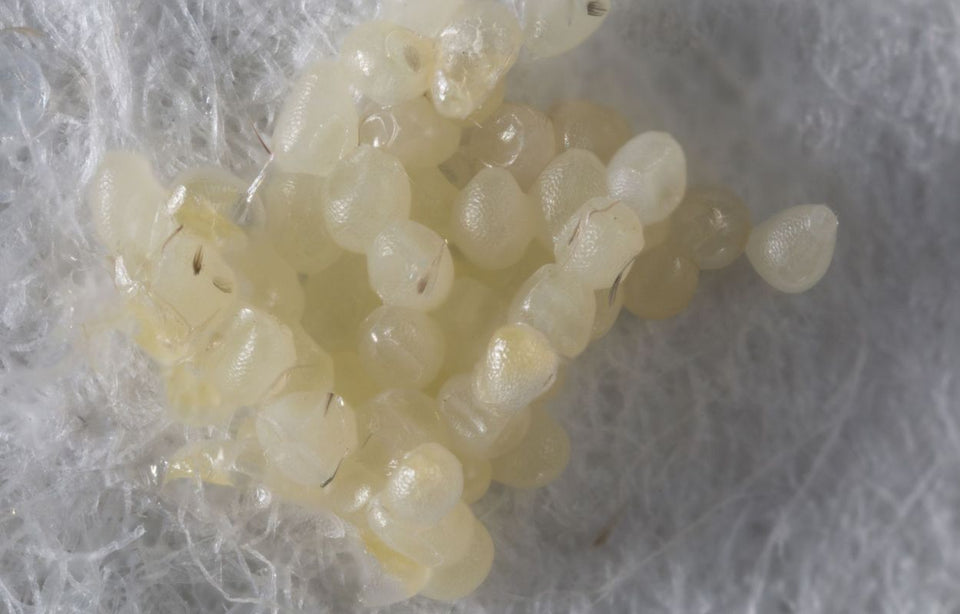 a close up of moth eggs
