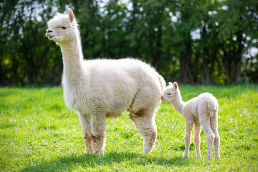 An alpaca with its young