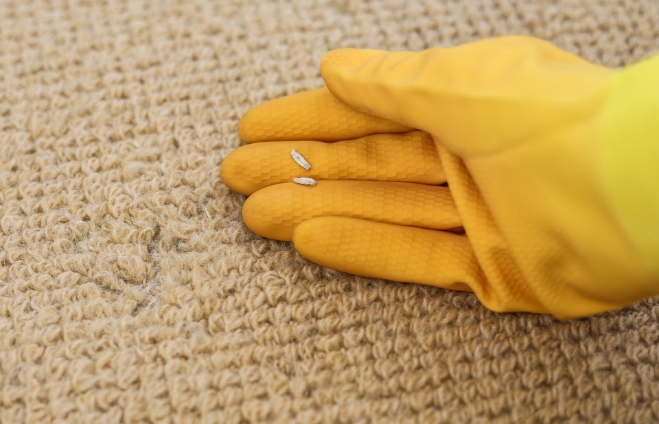 a close up of a damaged carpet and two moth larvae casings
