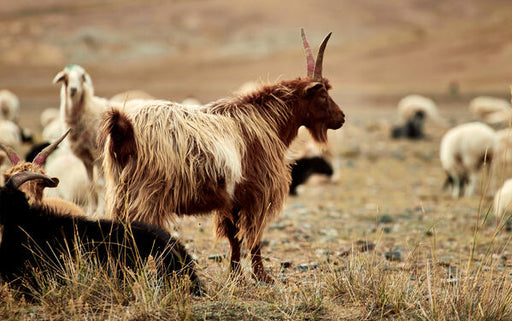 cashmere goat fleece