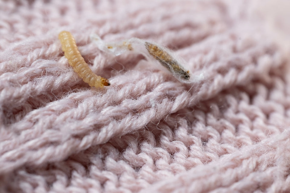 the Clothes Moth Larvae and a silk cocoon close up on a woolen sweater