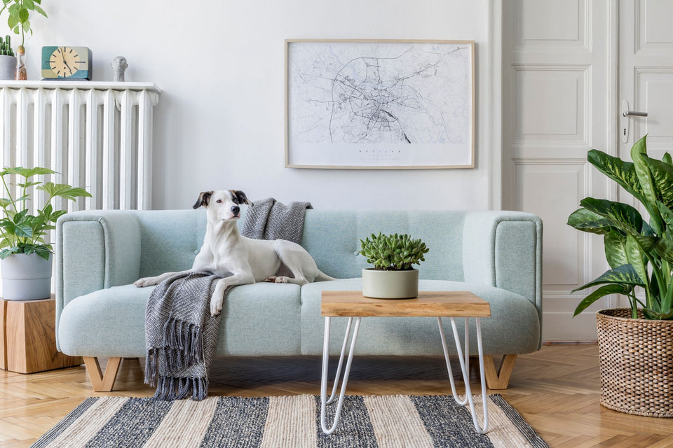 a dog relaxing on a sofa with a woolen throw underneath him