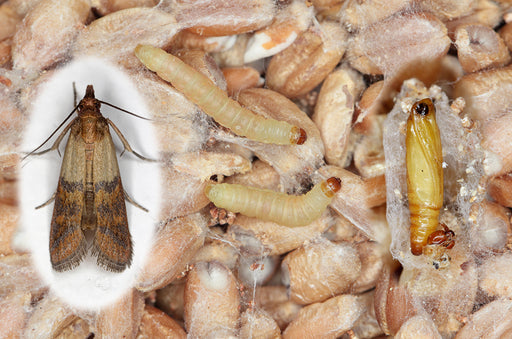 an image of an adult Pantry Moth, Pantry Moth Larva and a Pantry Moth Pupa in grains