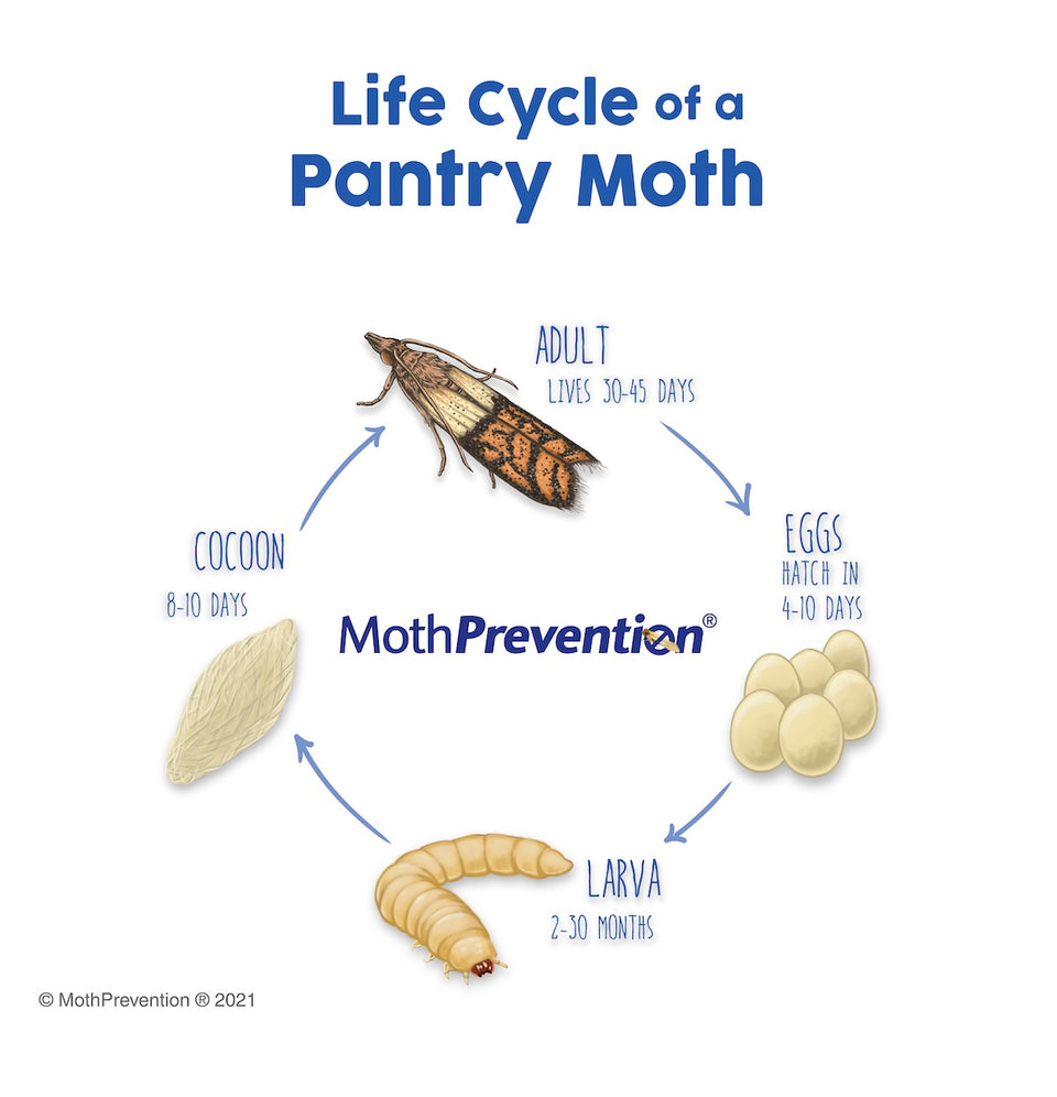 a diagram of the Pantry Moth Life Cycle showing the 4 stages from eggs, larva, cocoon to adult moth