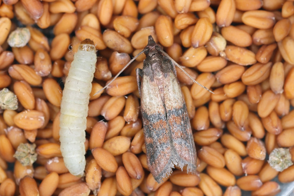 a close up of an Indianmeal Moth and its Larva on grains of corn