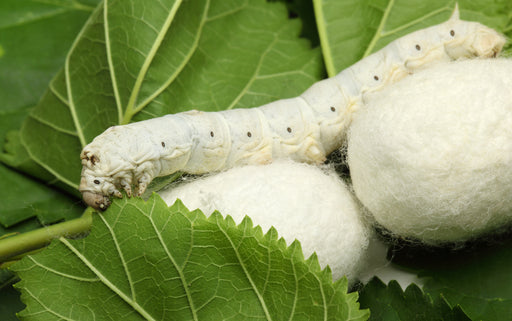 silk worm cocoon