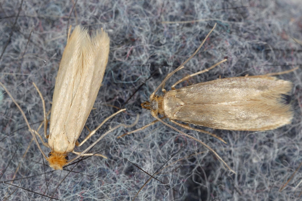 All You Need to Know About the Moth Life Cycle of Clothes and Carpet M