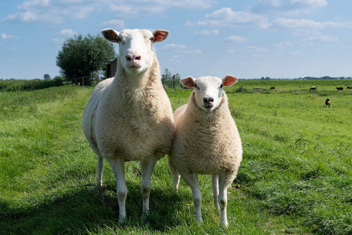Caring for Woolen Clothes