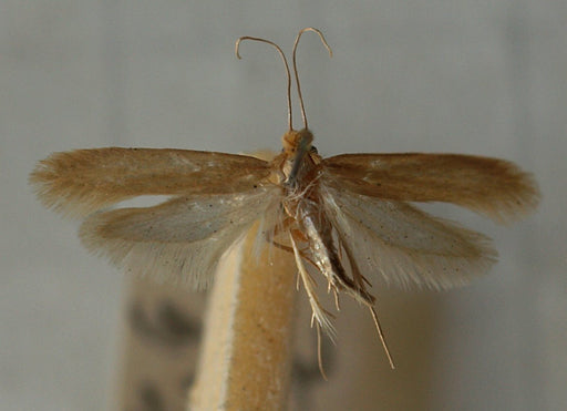 https://www.moth-prevention.com/cdn/shop/articles/Tineola.bisselliella.mounted.jpg?v=1651080234&width=512