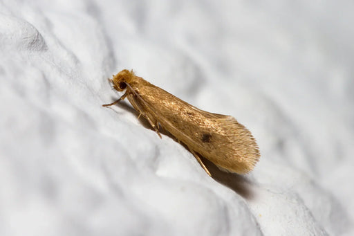 Webbing Clothes Moth or Common Clothes Moth lying on fabric