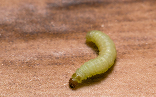 moth larvae