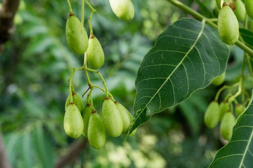 Cedar Roma, Cedar Chips Moth Repellent