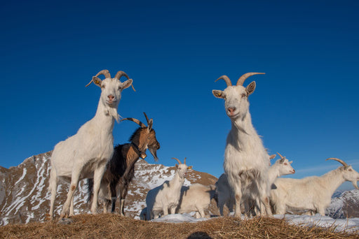 kashmir goats on a mountain top