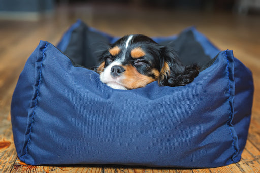 a King Charles Cavalier puppy on his dog bed