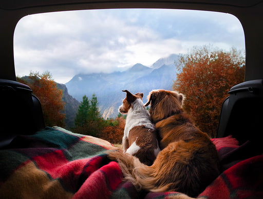 two dogs on blankets admiring the view out of the back window of a camper van