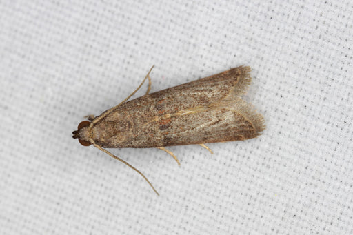 what are moths