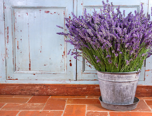 lavender growing in a galvanised bucket
