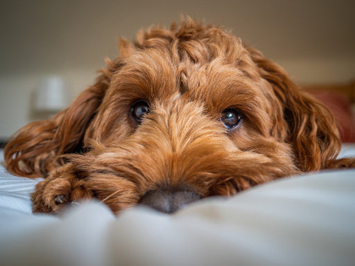 a Cockapoo dog which is often the pet choice for allergy sufferers