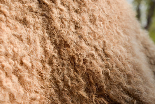 camel hair close look