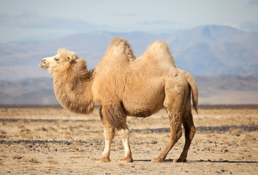 Camel Hair Fabrics - What is it? Camel hair vs Wool