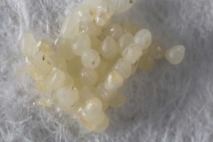 Small White Worms In or Under Clothes