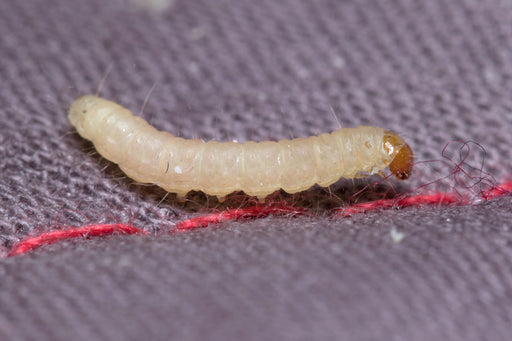 pantry moth larva