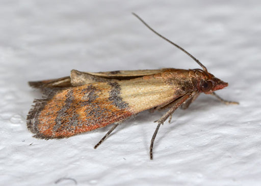 7 Effective Ways to Get Rid of Pantry Moths - A-Z Animals