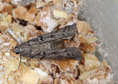 How To Get Rid Of Pantry Moths Naturally - 10 Steps To Pantry Moth Con