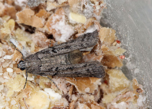 How to Get Rid of Pantry Moths and Larvae in Your Kitchen (2024
