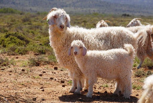 An Angora Goat with her kid
