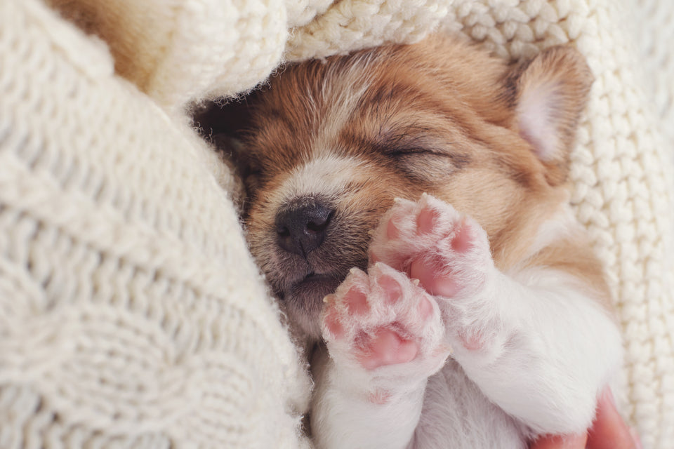 a puppy sleeping in women's arms