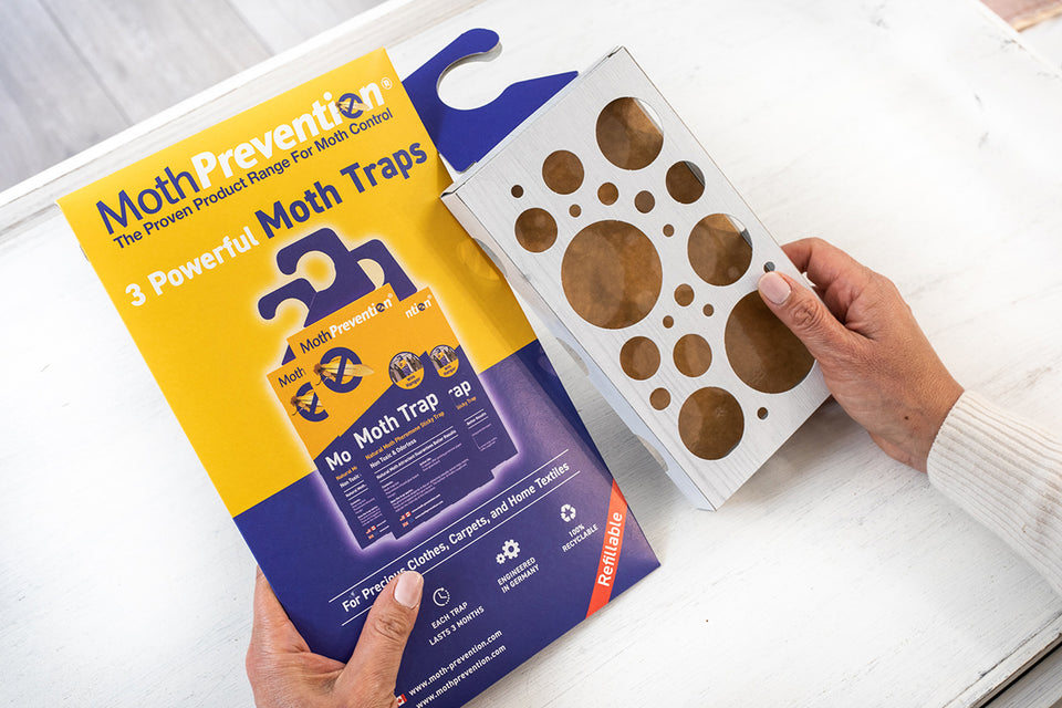 Pantry Moth vs Carpet Moth They're Not The Same Thing