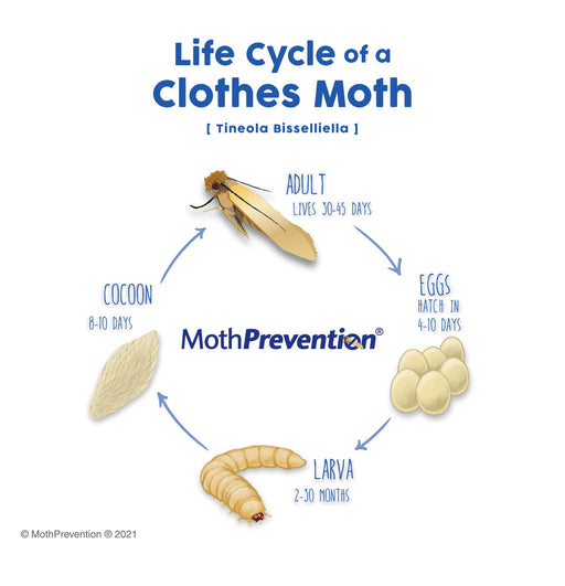Clothes Moths Identification Guide